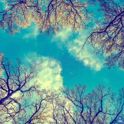 Gökyüzü - Ağaç